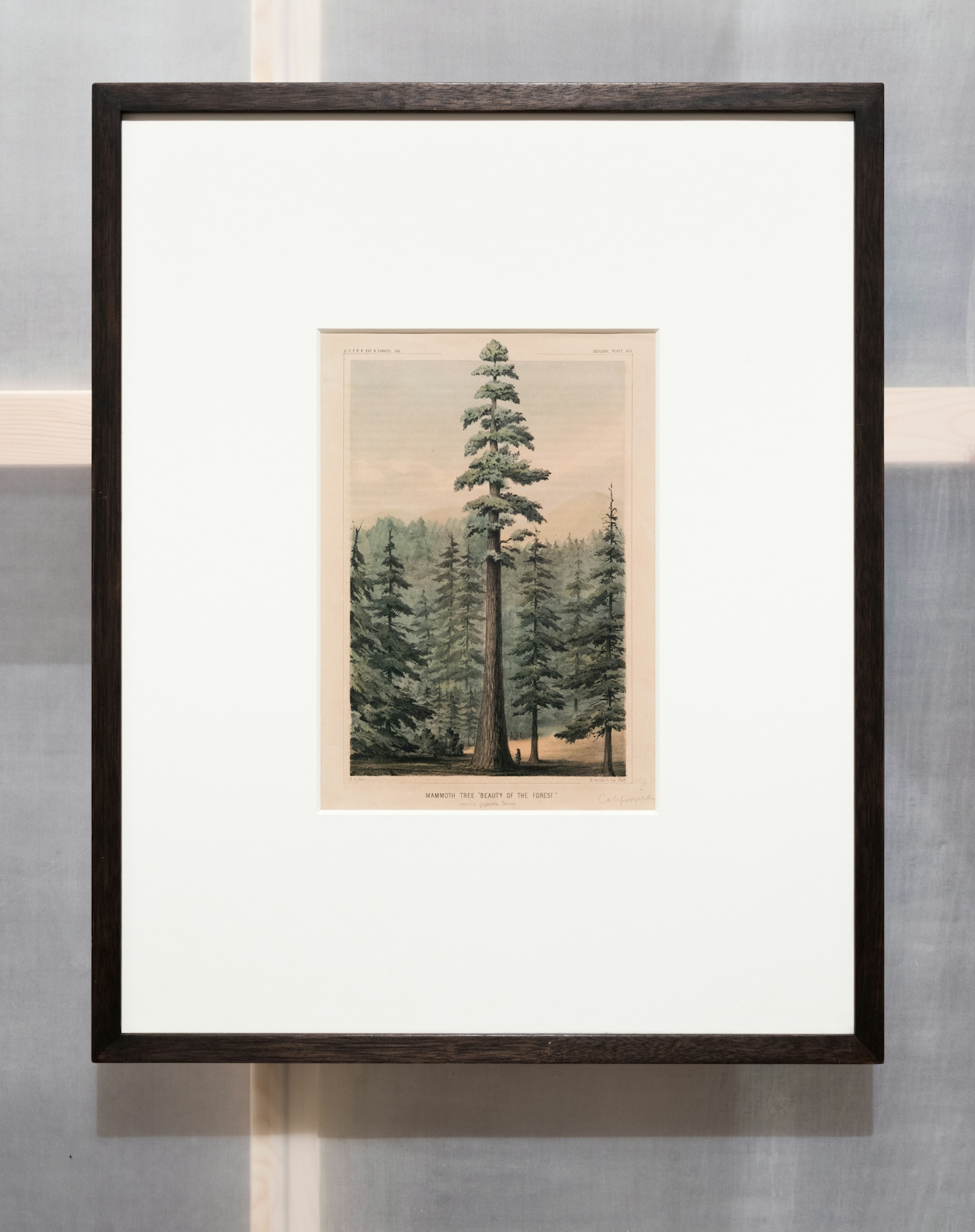 Photograph in an exhibition gallery showing a section of a translucent wall revealing the wooden structure behind, on which a framed print in a wooden frame has been hung. In a window mount within the frame is an engraving of a large Wellingtonia or mammoth tree, towering over the surrounding trees. At the base of the tree is a small human figure. To the top and bottom of the engraving is a line of text.
