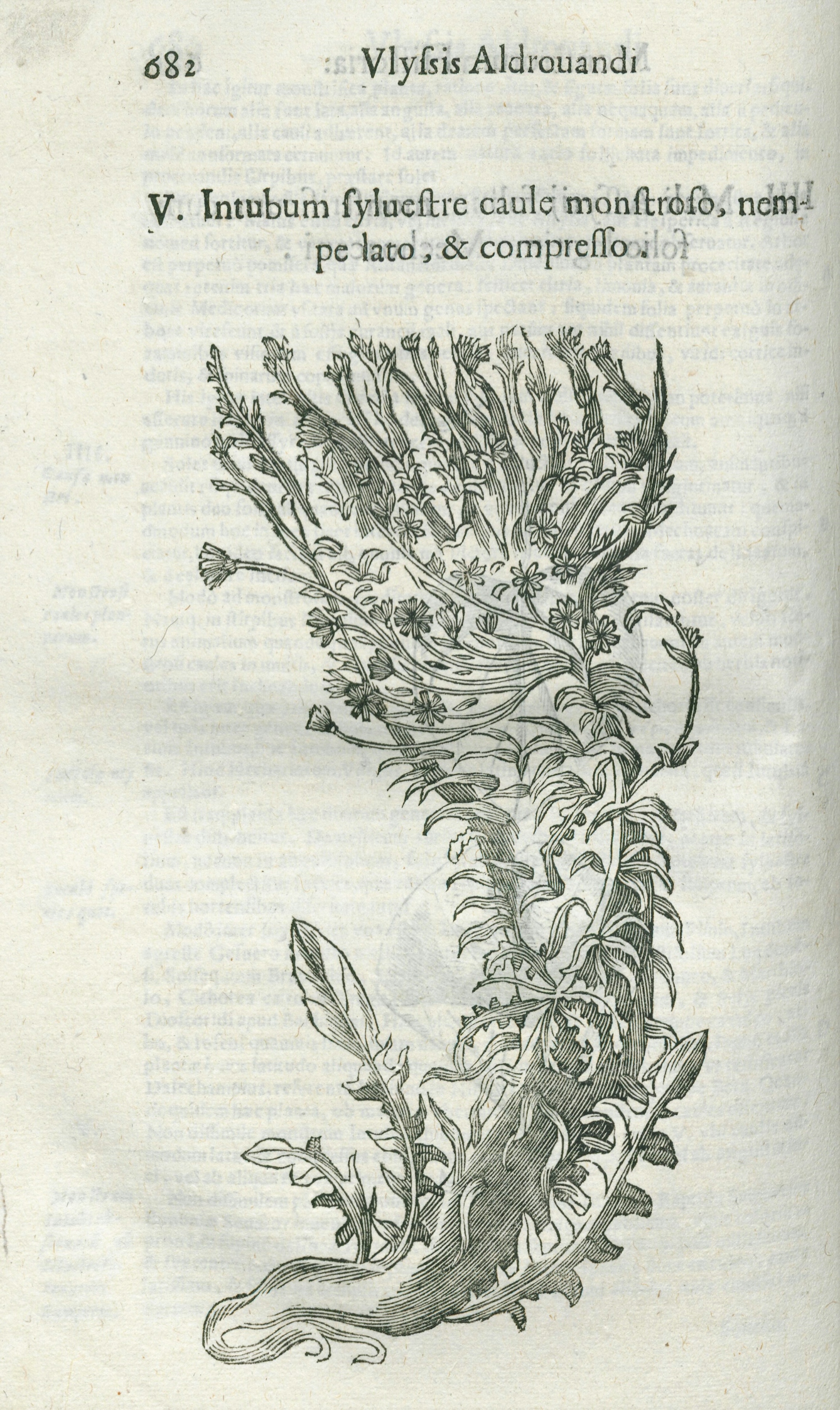Line engraving of mutated chicory (plant).