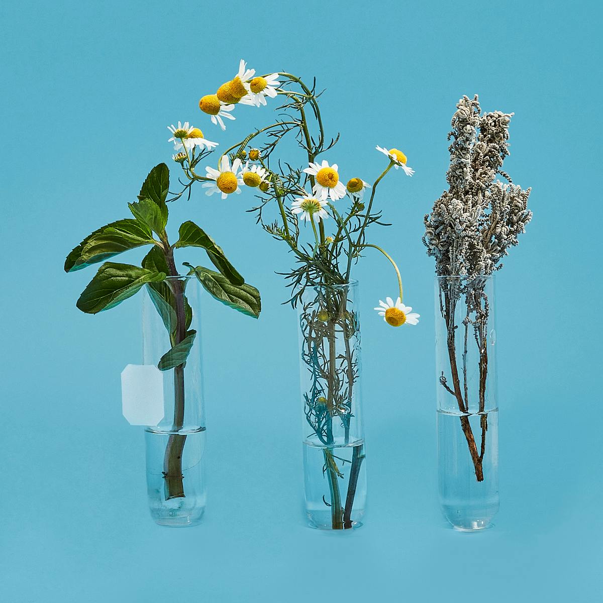 Photograph of three glass test tubes lined up on a bright blue background. Each test tube has a different herb in it, their stems in a small amount of water and their leaves and flowers rising out of the top. In the left hand test tube is mint where there is also a tea bag string and paper tag hanging down. The centre test tube contain Camomile with its bright white and yellow flowers and the right hand test tube contains a herb with a tight knit form.