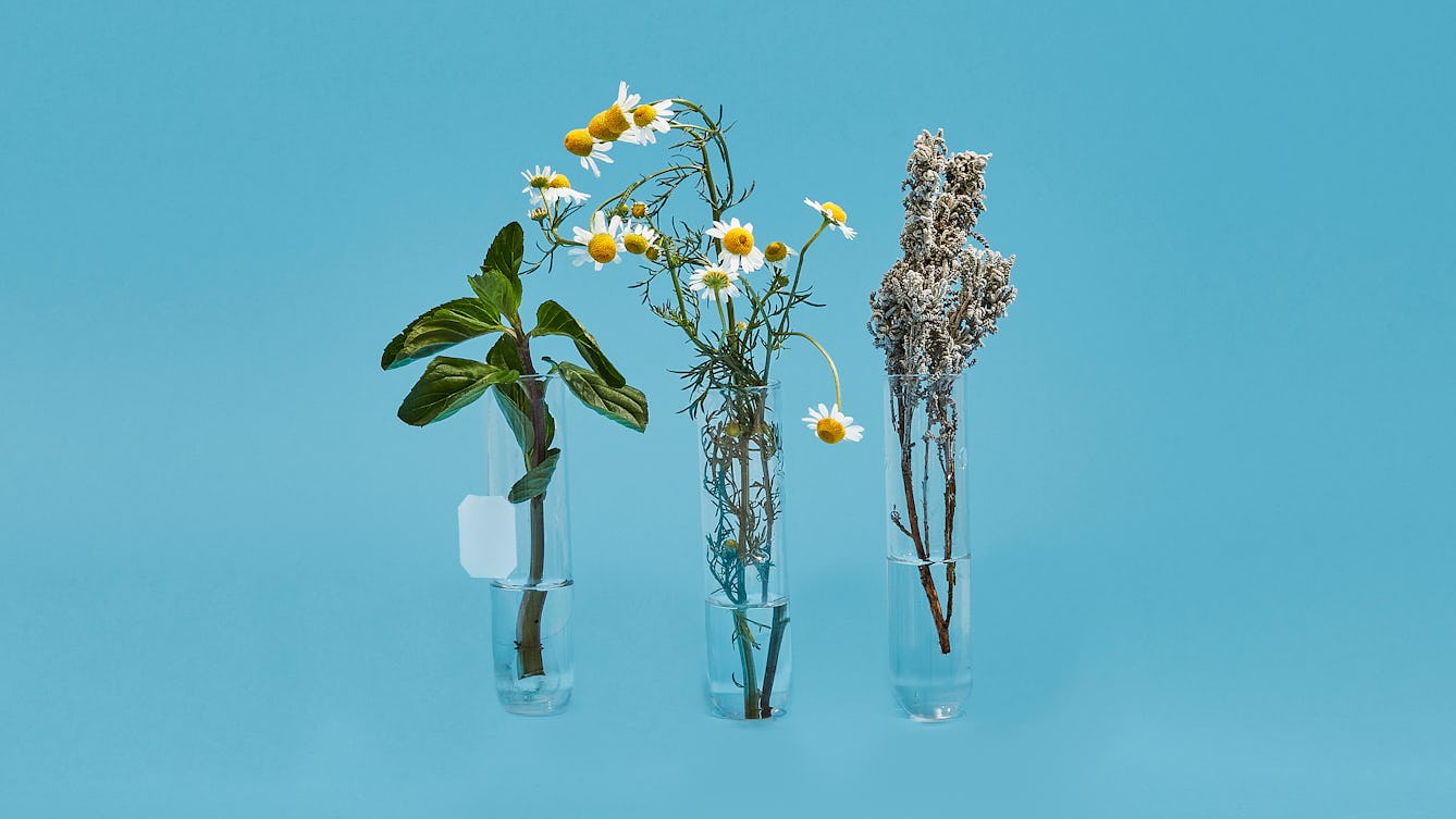 Photograph of three glass test tubes lined up on a bright blue background. Each test tube has a different herb in it, their stems in a small amount of water and their leaves and flowers rising out of the top. In the left hand test tube is mint where there is also a tea bag string and paper tag hanging down. The centre test tube contain Camomile with its bright white and yellow flowers and the right hand test tube contains a herb with a tight knit form.