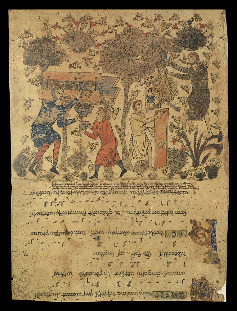 Copy of a section of the he Barberini Exultet Roll, an 11th-century manuscript made in Southern Italy. The image shows a colour image of four medieval men collecting was and honey form hives hung on trees while large bees fly around them collecting nectar from flowers. The lower half of the image is latin text in italic script.