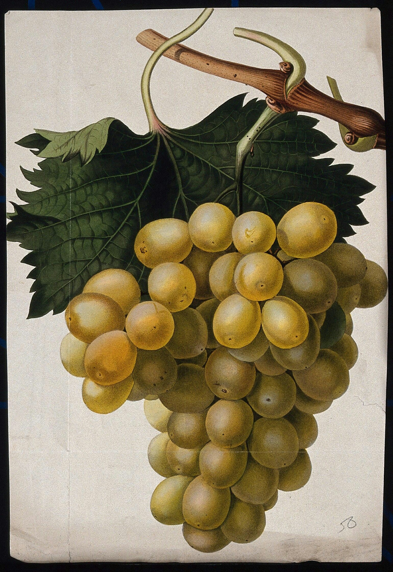 Coloured illustration of a bunch of pale grapes on a vine in front of a large leaf. 