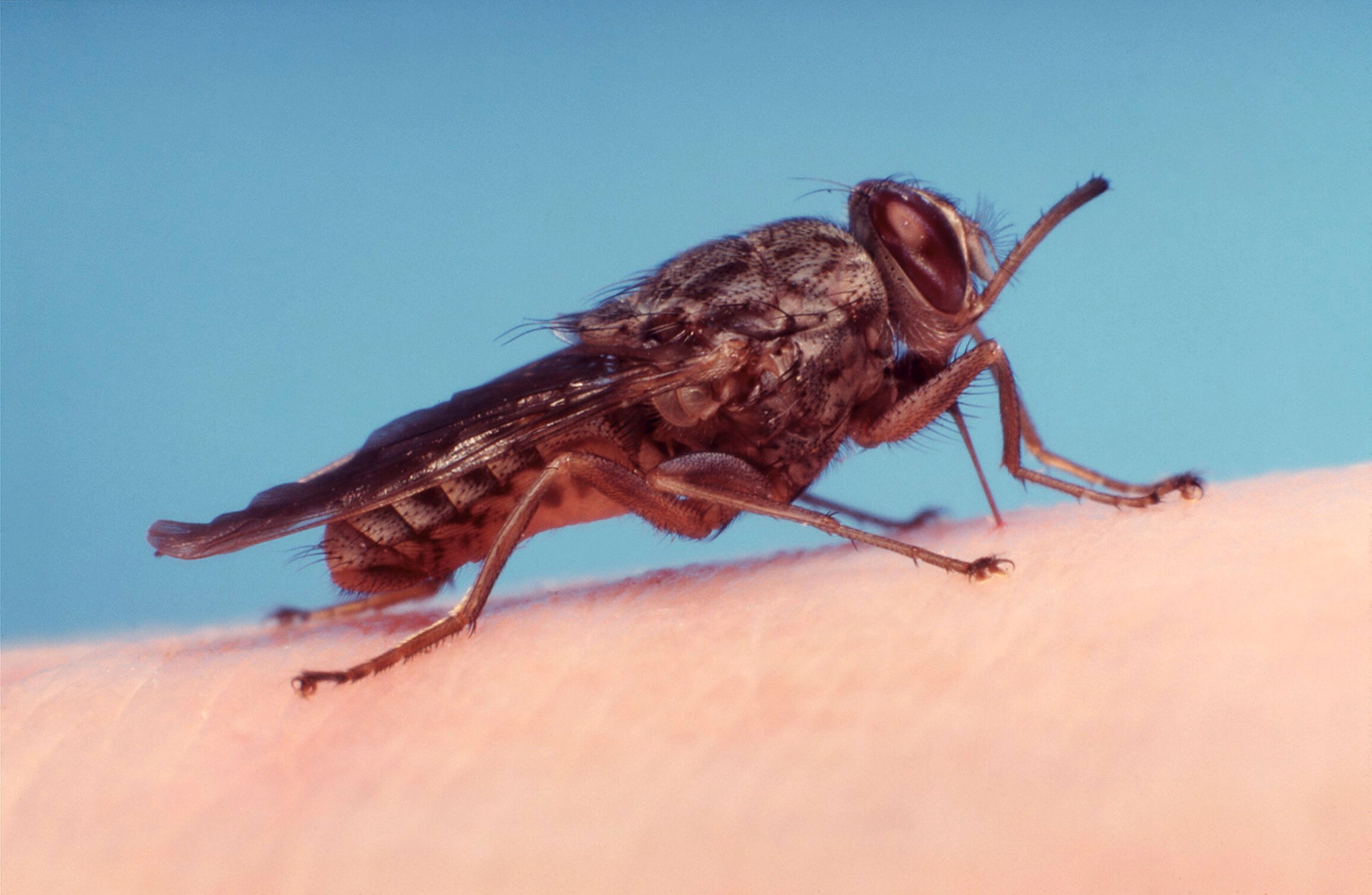 Photo of a Tsetse fly feeding on human blood