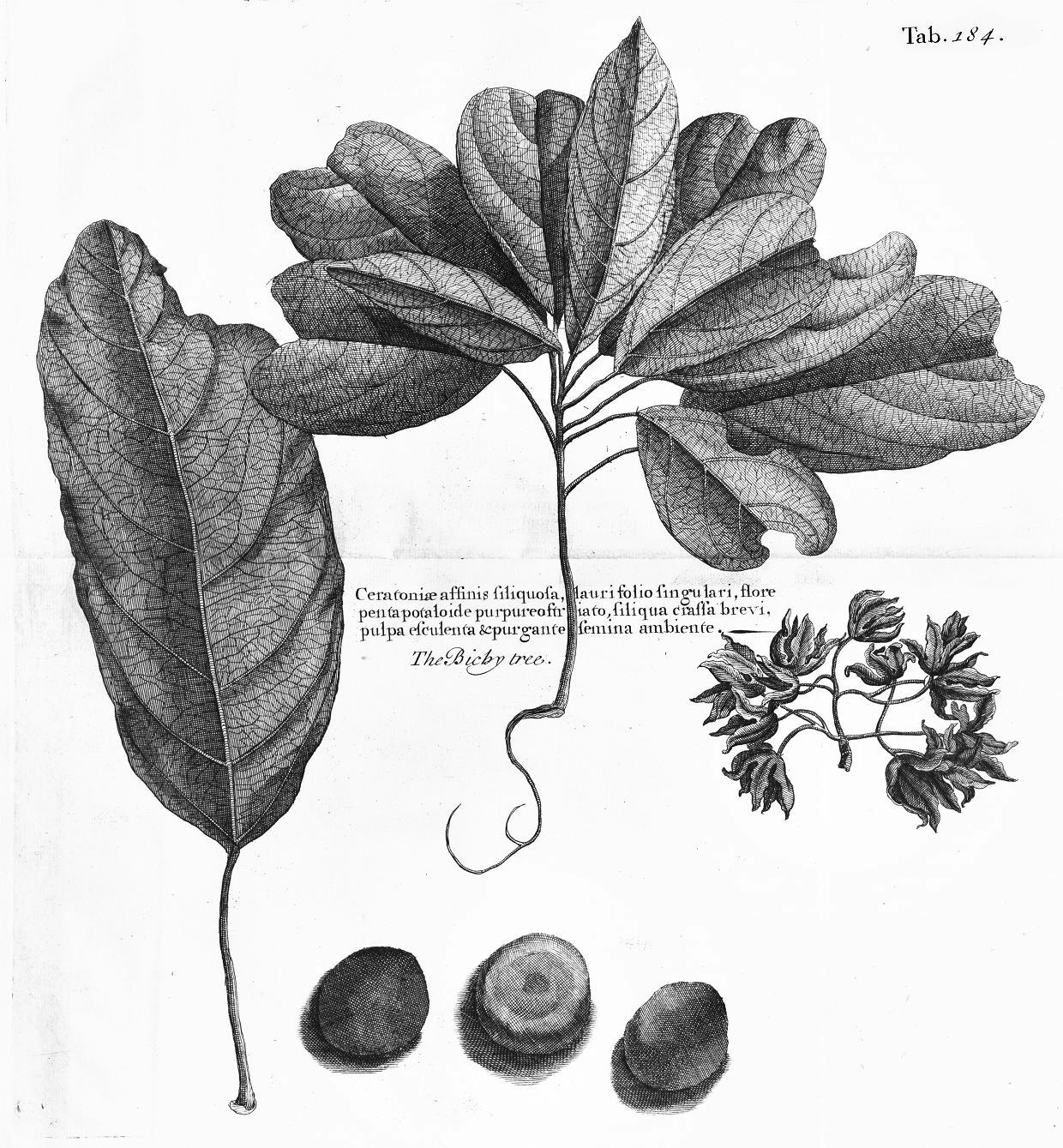 An engraving of a botanical line drawing of parts of the Bichy tree. The parts shown in detail are: single leaf, three individual nuts, a twig with leaves, nuts on a branch