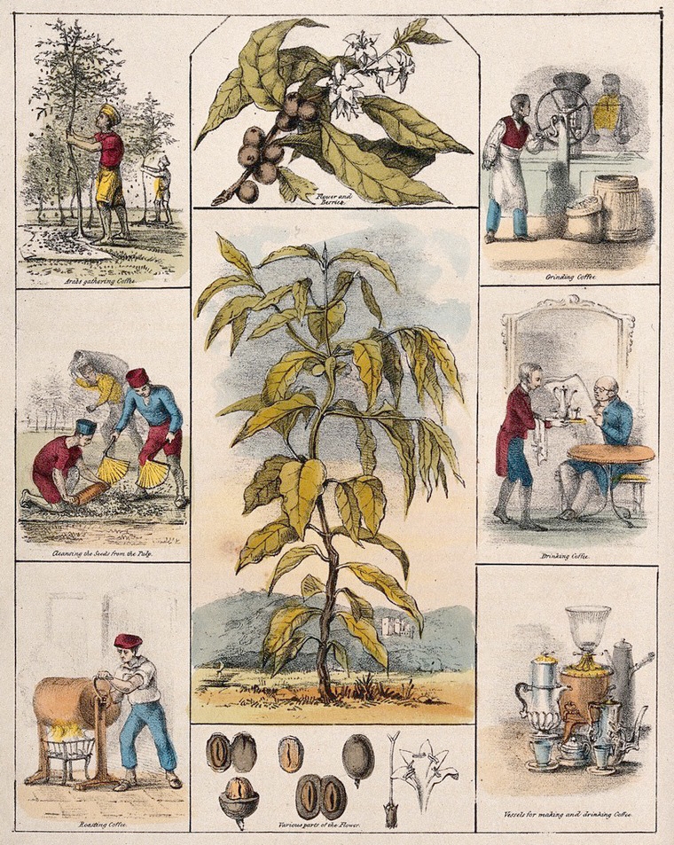 A coloured print showing a botanical illustration of a coffee plant and beans. The plant is surrounded by images of the stages of 19th century coffee production: "Arabs gathering coffee. cleansing the seeds from the pulp. roasting coffee. grinding coffee. drinking coffee. vessels for making and drinking coffee."