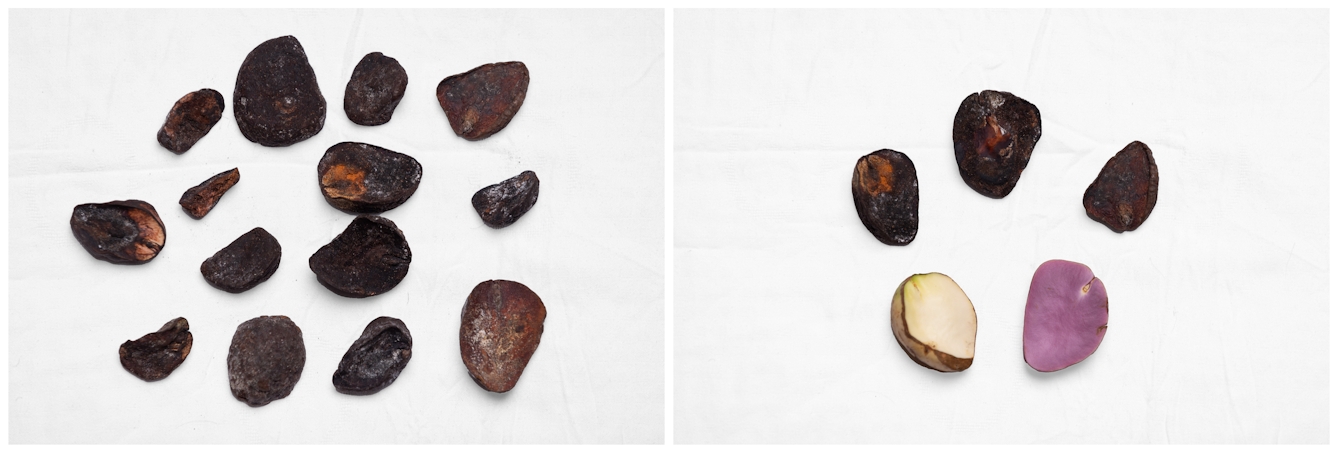 Two side-by-side images of the kola nut in different forms: left shows several dried, irregularly shaped kola nuts; right shows pink, white and dried kola nuts against a white background.