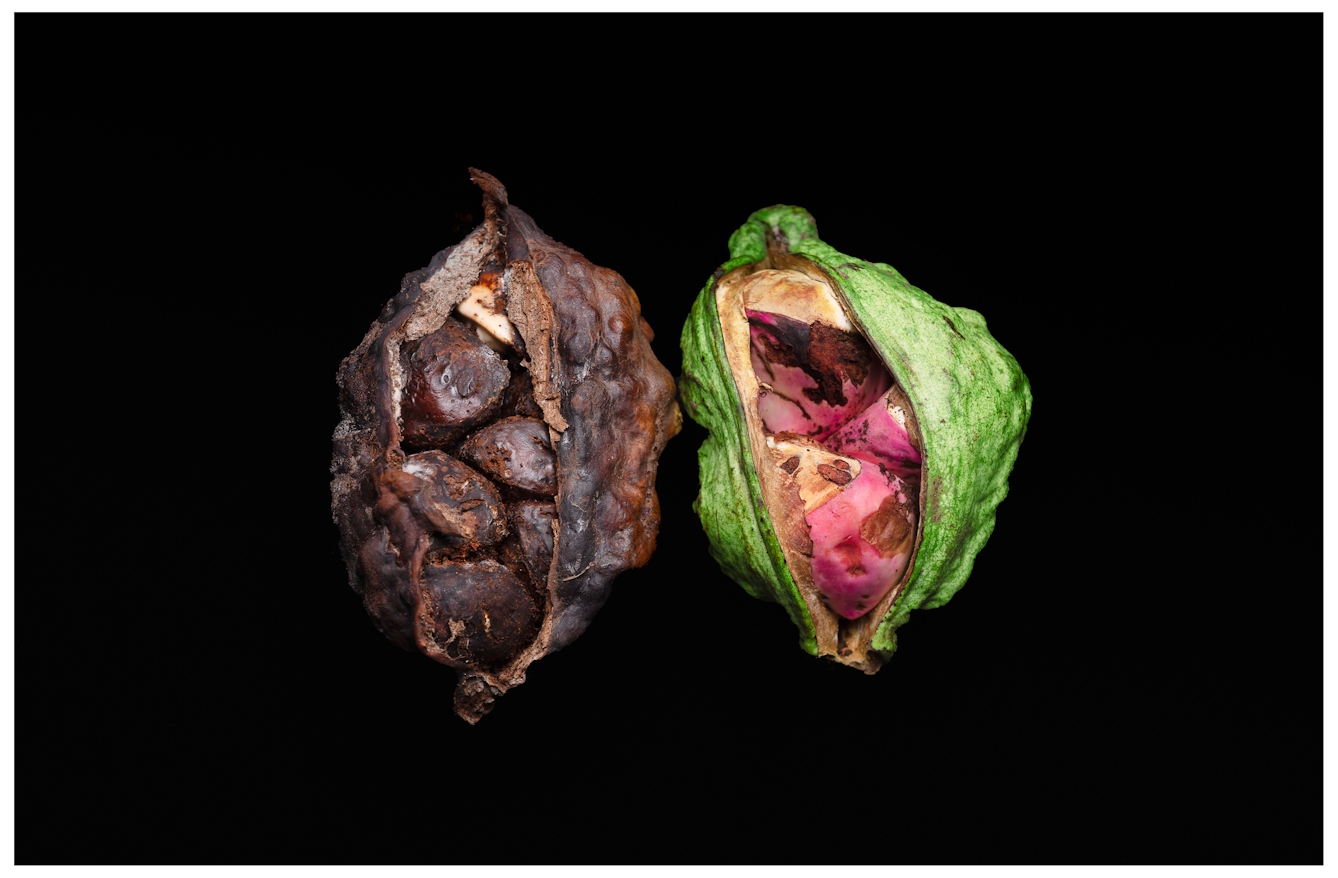 Two kola nuts are next to each other. The first is decayed. It is dark brown with exposed kola nuts inside. Next to it is a fresh kola nut pod. It is green with visible pinkish nuts.