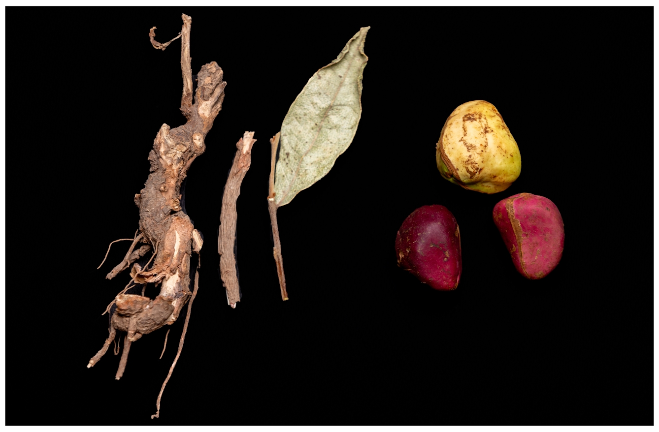 An image of the shrub kola and its dried leaf next to red and white kola nut seeds. They are placed against a black background.