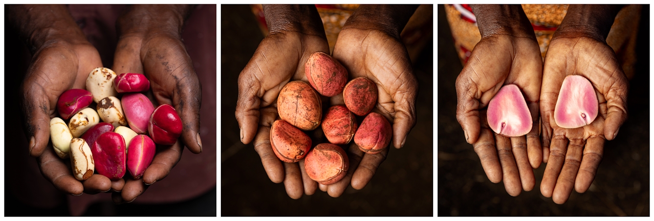 In this image are three pairs of hands holding diverse varieties of kola nut seeds: the first has multicolored smooth seeds, the second has round red pods, and the third has flat pink pods. The hands have soil on them too.