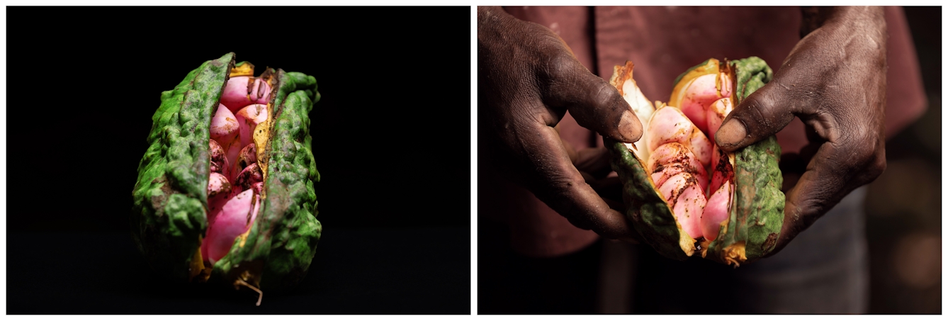 There are two images. The first is a close-up of a fresh kola-nut pod which is green. It has been opened, revealing pink seeds inside. The second image is of a person holding an open kola-nut pod.