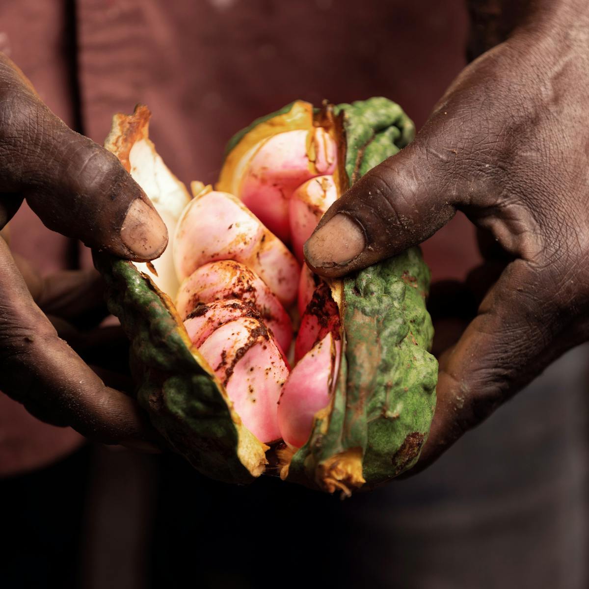 A person's hands are holding a fresh kola nut pod to reveal the seeds inside.
