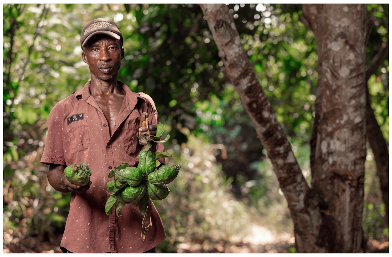 A photo of Prince Acheampong standing on his farm holding a fresh crop of kola nut pods. He wears a brown shirt and a cap. The background features trees and lush greenery.