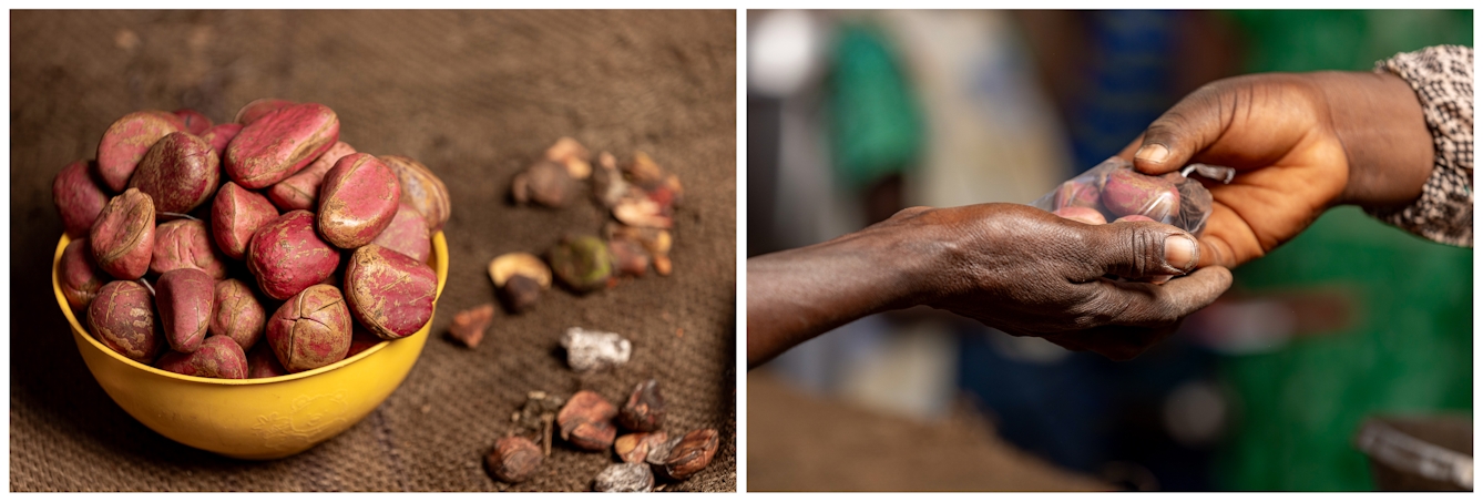 Left: In the market is a yellow bowl filled with large, reddish-brown kola nuts on a dark textured surface. Right: A close-up of two hands exchanging kola nut seeds in a small, see-through plastic bag. 