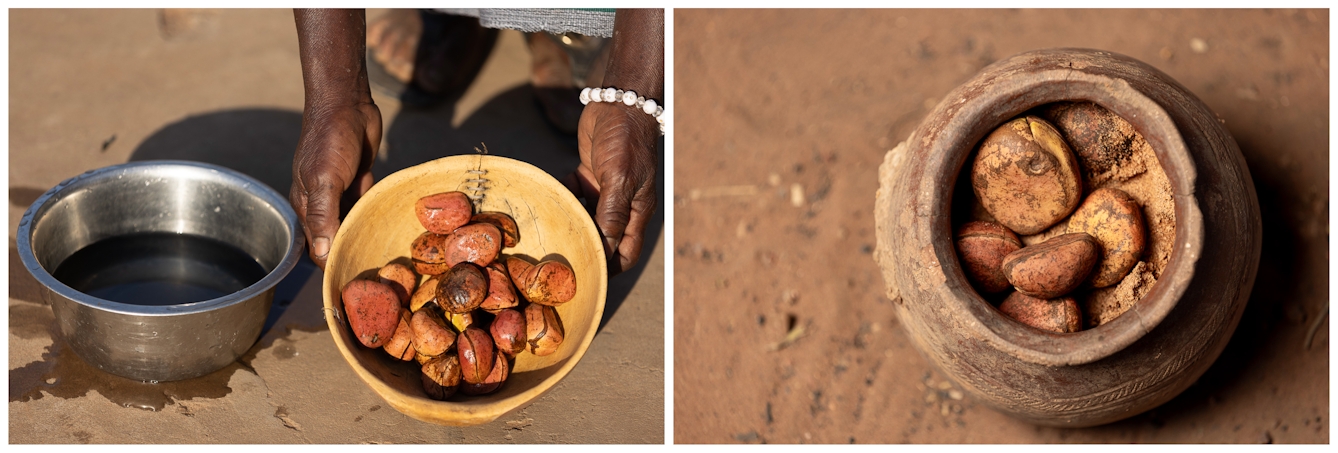 Two images side by side: Left shows hands holding a bowl of washed kola nuts nuts next to a stainless steel bowl of water. Right shows a clay pot filled with kola nuts and sand on a dirt surface.