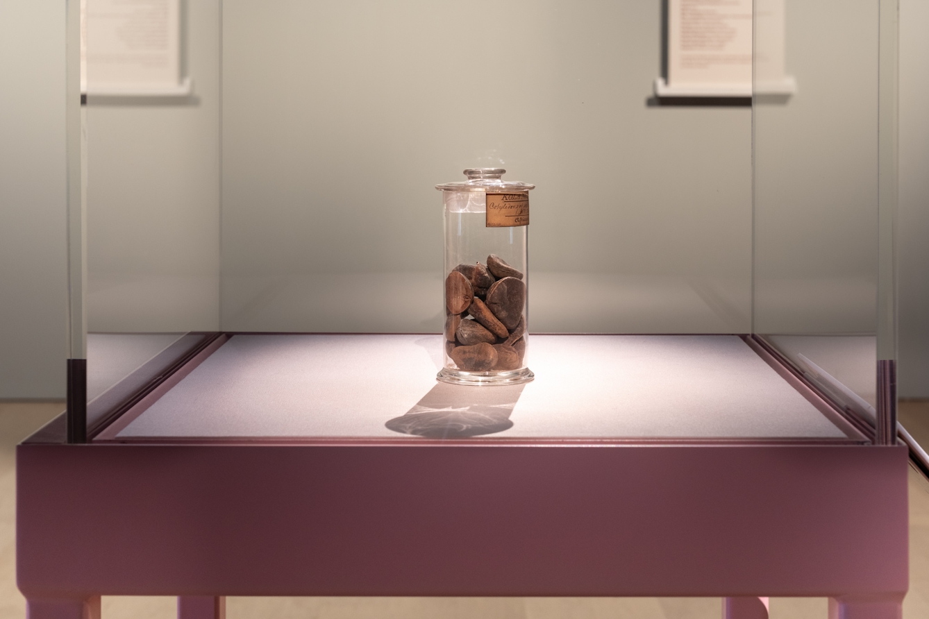 Photograph of kola nuts in glass specimen jar in a display case atop a pink table.