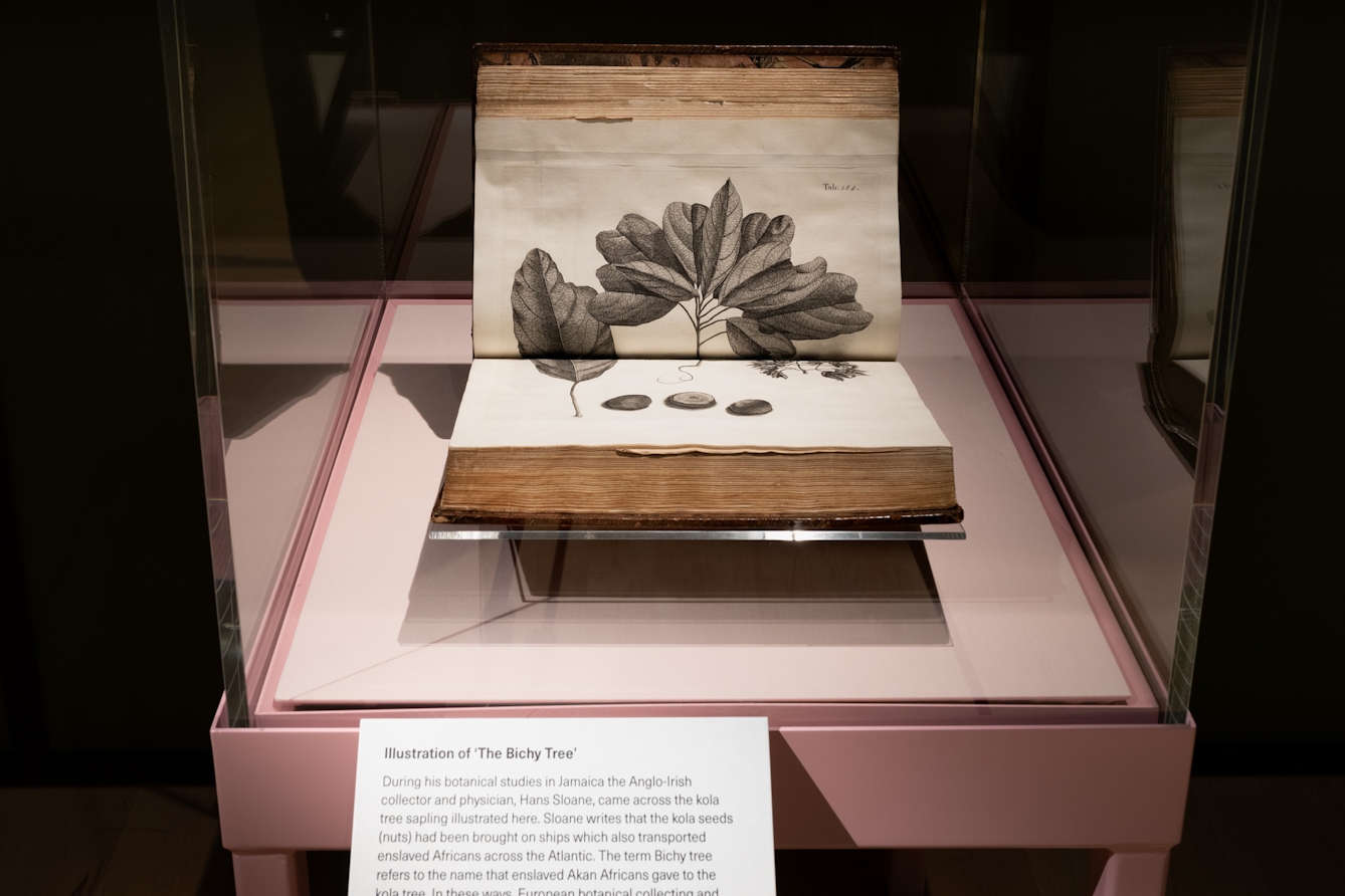 Photograph of two pages of an old, thick book in a glass display case featuring an illustration of the leaves and fruits of 'The Bichy Tree'.