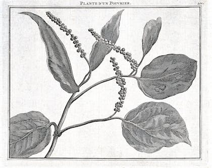 Black pepper to fuel fiery fights and cure haemorrhoids | Wellcome ...
