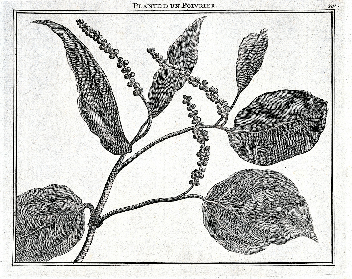 An engraving depicting a fruiting pepper plant.