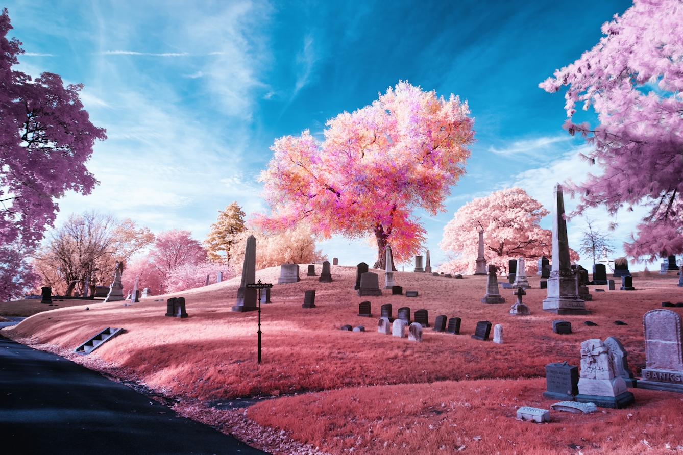 Infrared photograph of a graveyard scene. A large pink, purple and red tree is is framed against the sky. Below it is a hill with many graves of varying sizes. The pink hues replacing the greens of the grass and trees are a result of the infrared technique.