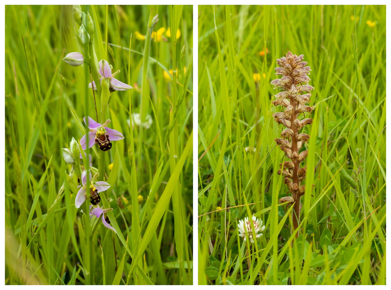 Colour photographic diptych. Both images show a close-up photograph of a growing plant specimen surrounded by tall lush green grass. The image on the left shows an example of the bee orchid, where the flower closely resembles the body of a bee. The image on the right shows an example of Broomrape, a thin flower with dense clusters of flowers emerging from close to the stem.