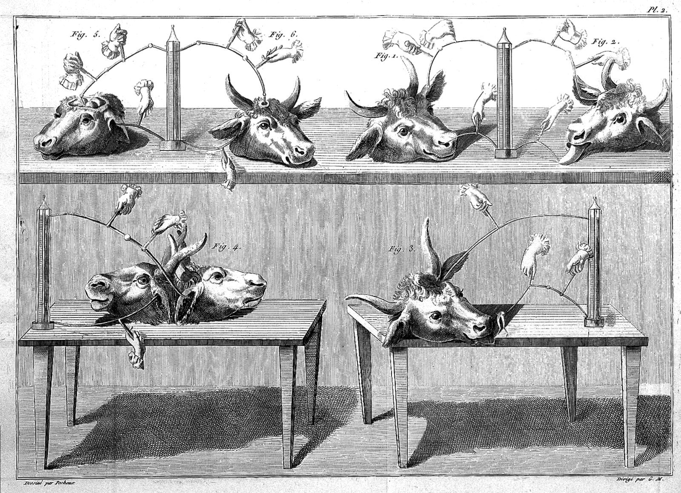 Animals – either alive, or dead, and often dissected - were routinely used in various galvanic experiments.