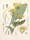 A diagram of a yellow flower featuring details of its various parts.