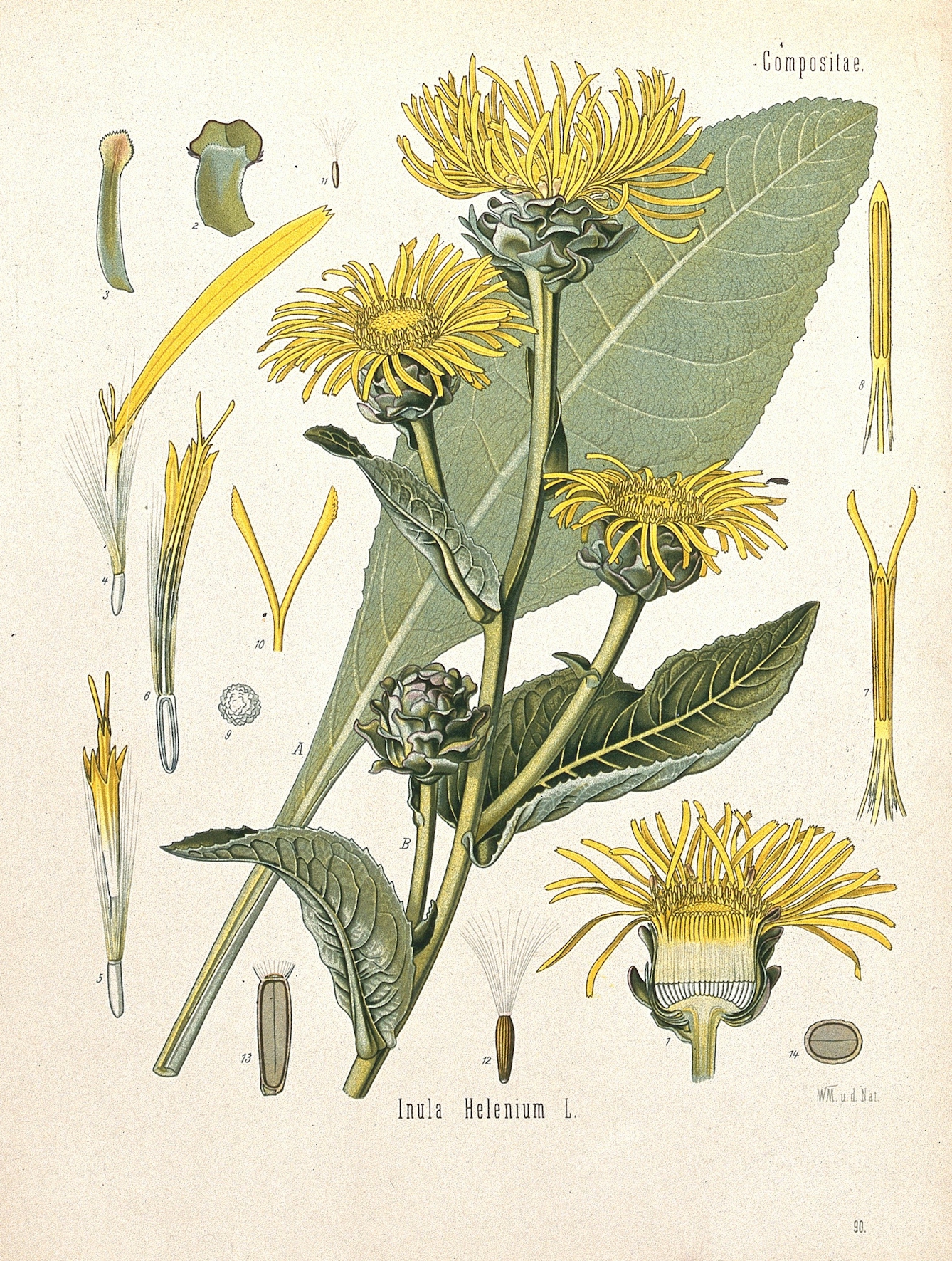 A diagram of a yellow flower featuring details of its various parts.