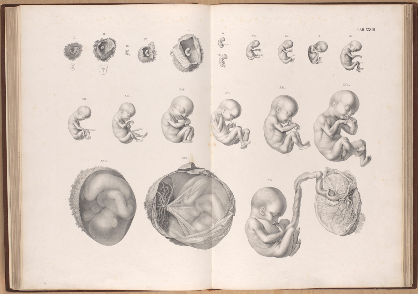 Photograph of a double page spread inside a book. The pages show 20 black and white illustrations of a developing human foetus.