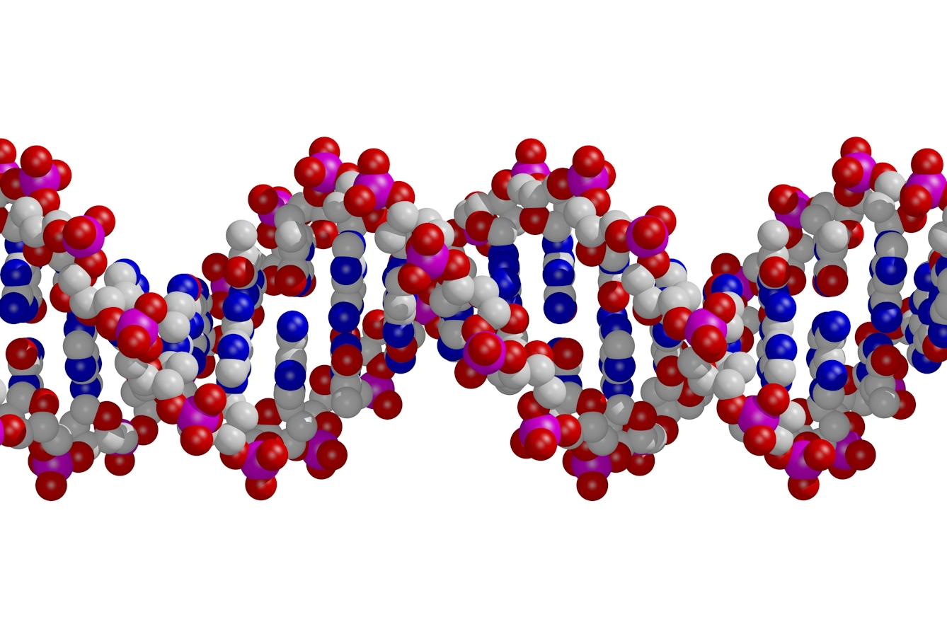 Digital image showing a DNA double helix which appears as a twisting collection of small red, pink, white and blue balls against a white background.