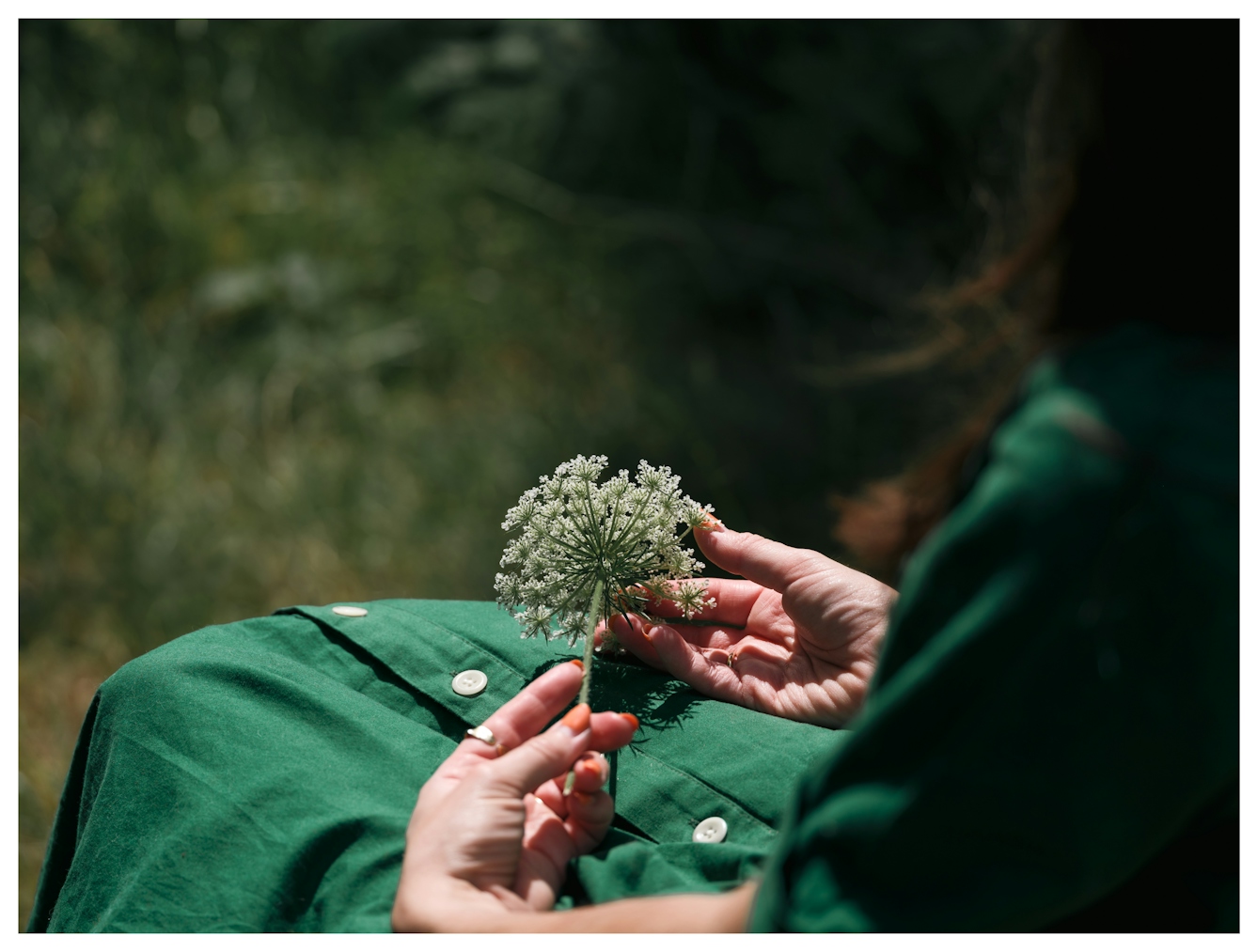 A view over the shoulder showing a woman gently cradling the flower of an umbellifer in her lap.