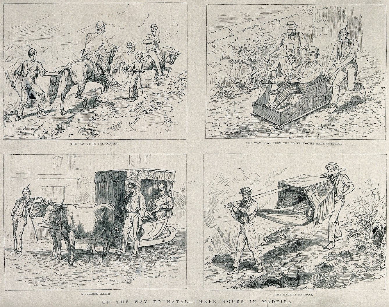 A wood-engraved print of four modes of transport in Madeira in 1879. Four individual illustrations show men horseback riding, passengers in a sleigh pulled by two men, passengers in a large sleigh drawn by two bullocks and two men carrying a hammock slung on a single pole between them.