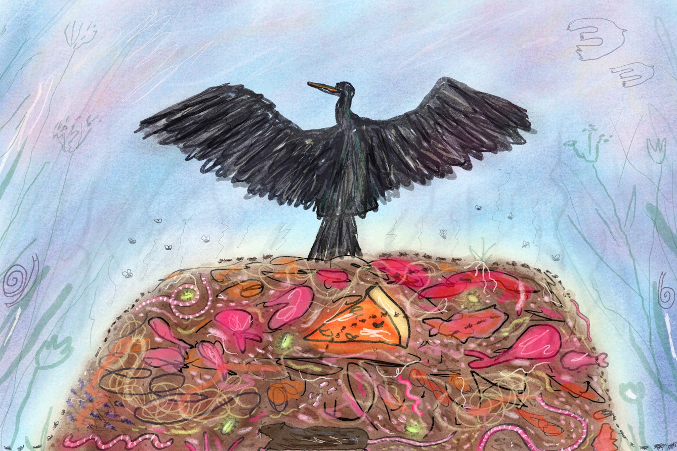 A large cormorant fans its wings wide standing on top of a pile of rubbish, which includes old pizza and chicken drumsticks.
