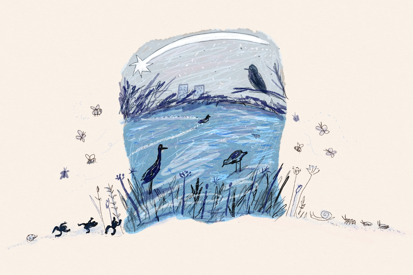 A shooting star swoops over the Brent Reservoir at night, while frogs dance, bees buzz and birds look out over the water.