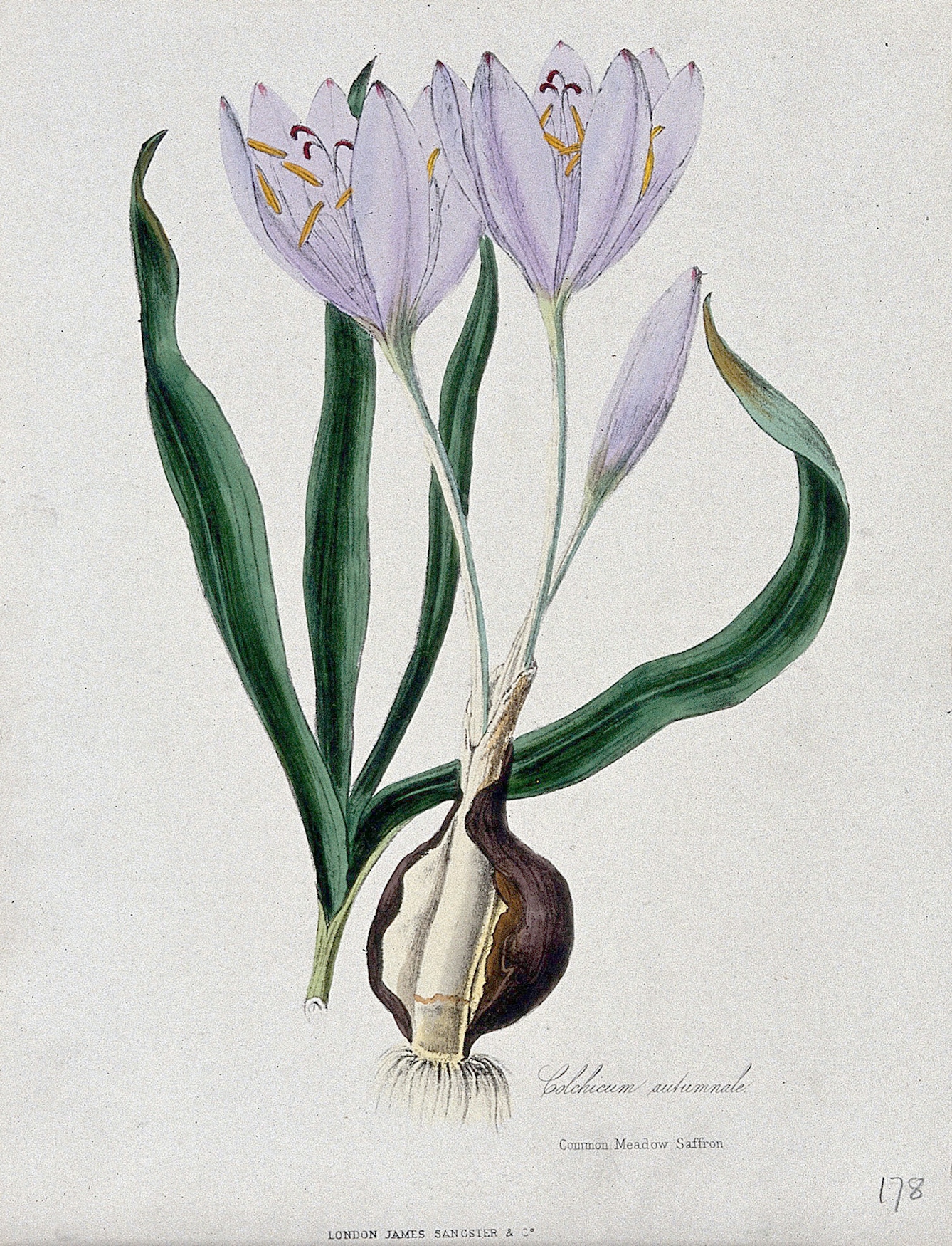 A botanical illustration of the autumn crocus (Colchicum autumnale) showing the elongated leaves, lilac cup-shaped flowers and the sectioned corm.