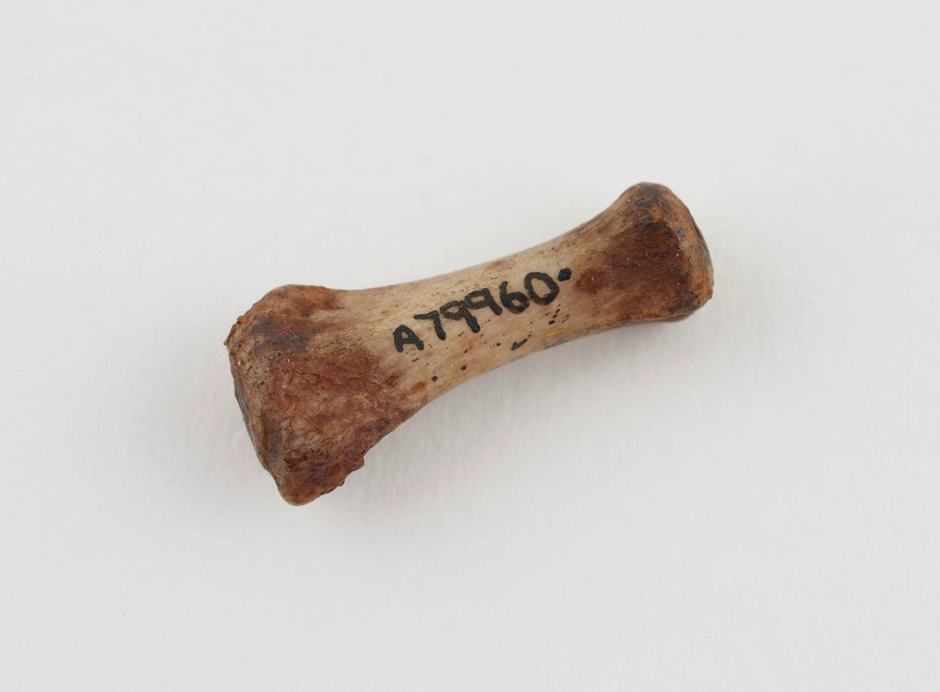 A small, worn, brownish bone with flared ends is shown against a plain white background, with the collection number “A79960” written in black along its shaft.