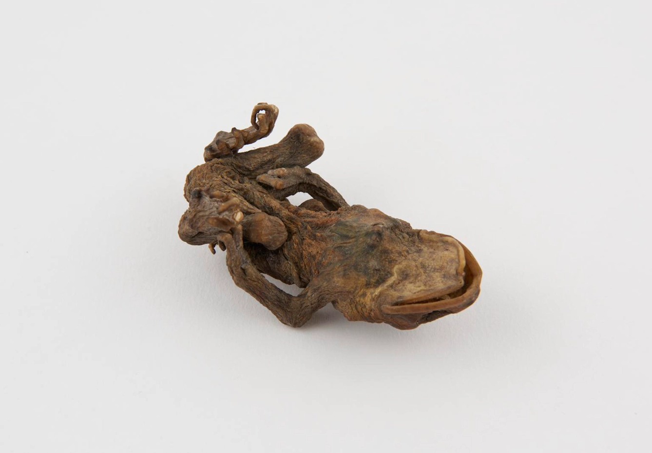 A small, dried, twisted brown frog lies on a plain white background.