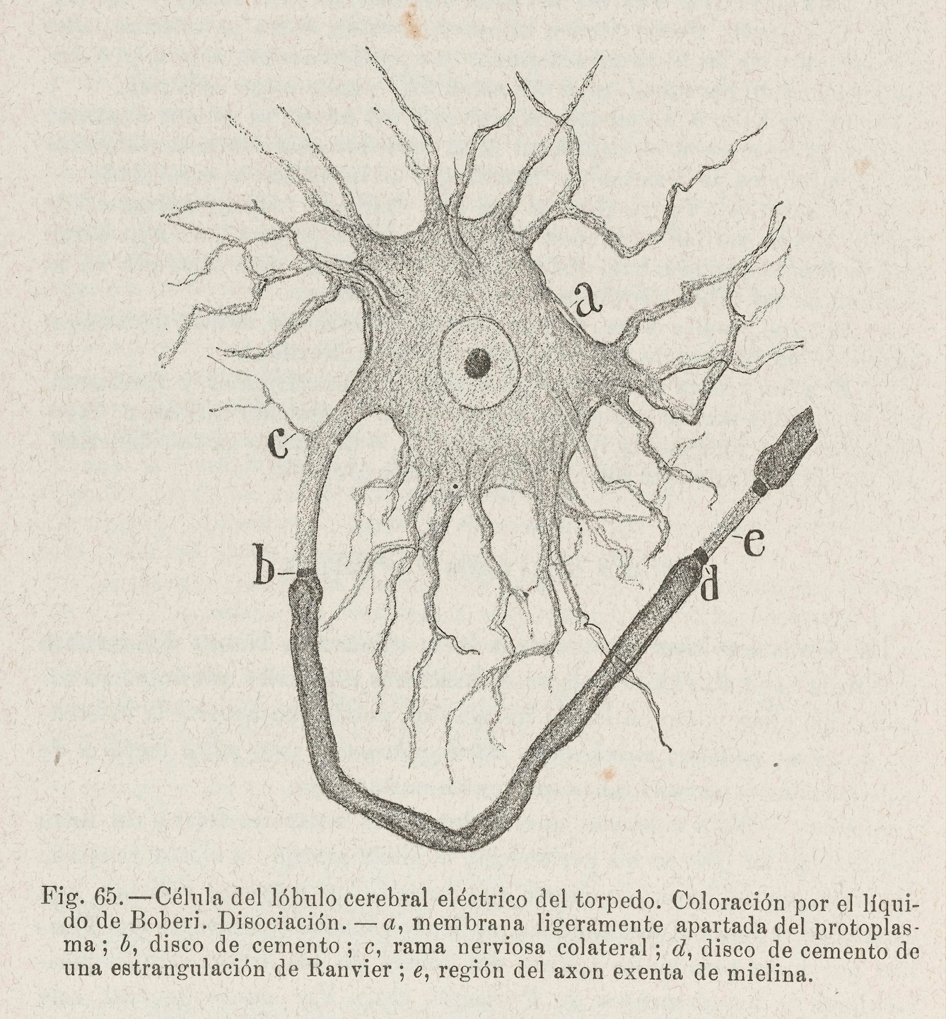 A scientific illustration of a neuron or brain cell