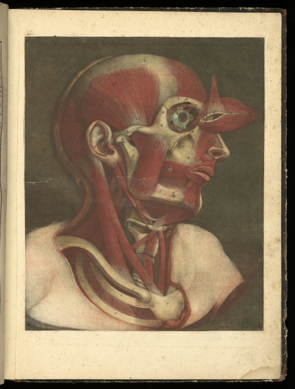 Colour engraving showing the muscles of the face illustrated in colour.