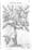 Photograph of a single page from a book showing a page-size, black and white engraving of a plant.