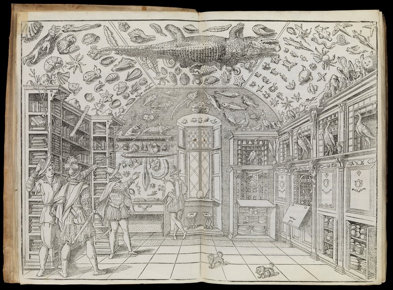 Image of black and white print depicting men in a room full of cabinets of curiosities, including sea animals all over the ceiling