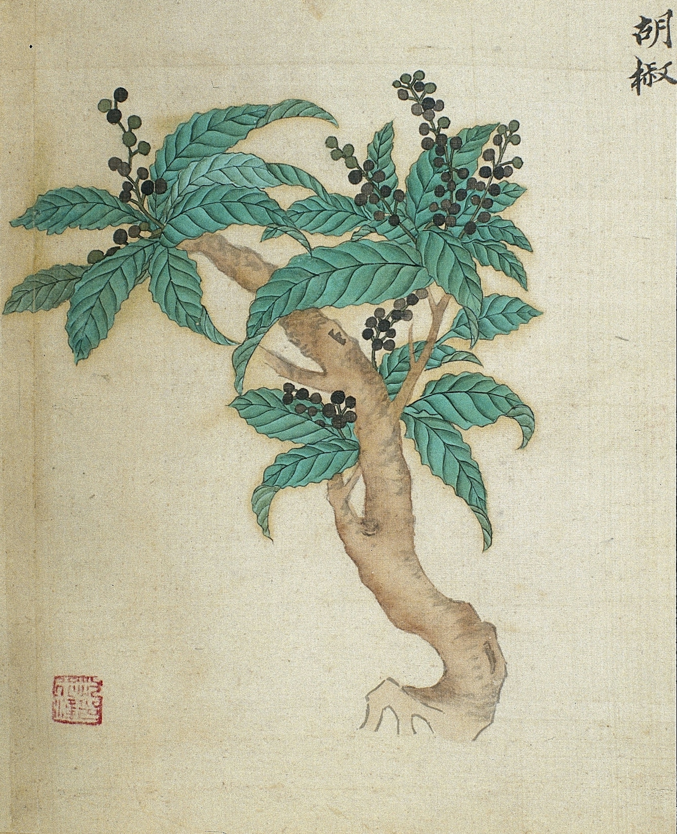 A painting on silk from a Ming herbal of a black pepper plant.