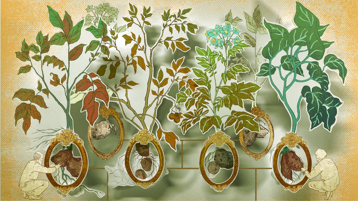 Photograph of a papercut 3D artwork. A family tree like diagram of six potatoes is shown. Each potato is contained in an oval picture frame, and each potato has sprouting roots. A brown straight line connects one potato to the other. Each potato has different coloured leaves growing out of it forming a large canopy of foliage and flowers. The potato in the bottom left corner has an illustration of Charles Darwin crouching beside it, touching it with both his hands. The potato in the bottom right has another figure crouching down and tending to it with their hands. This figure has a shawl over their head.