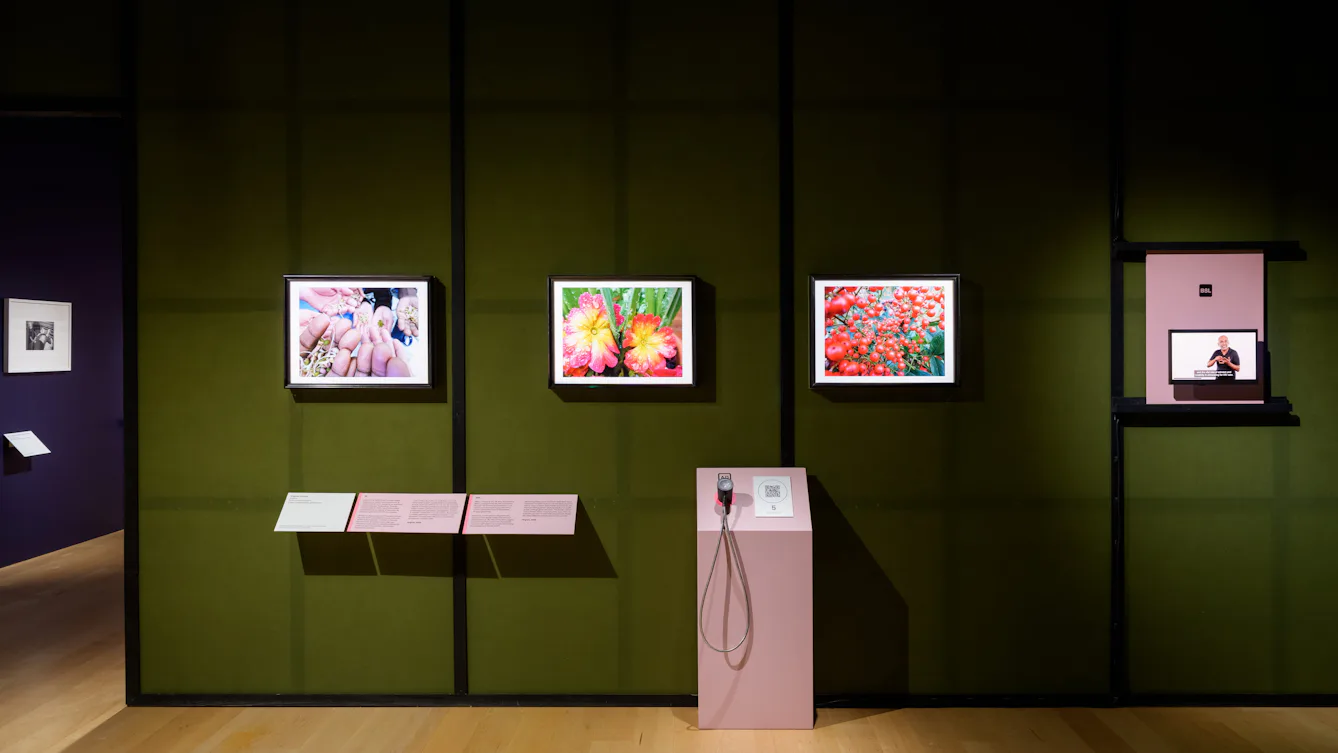 Three framed photographs of hands, flowers and red berries hang on green gallery walls, with exhibition labels and a small listening station below.