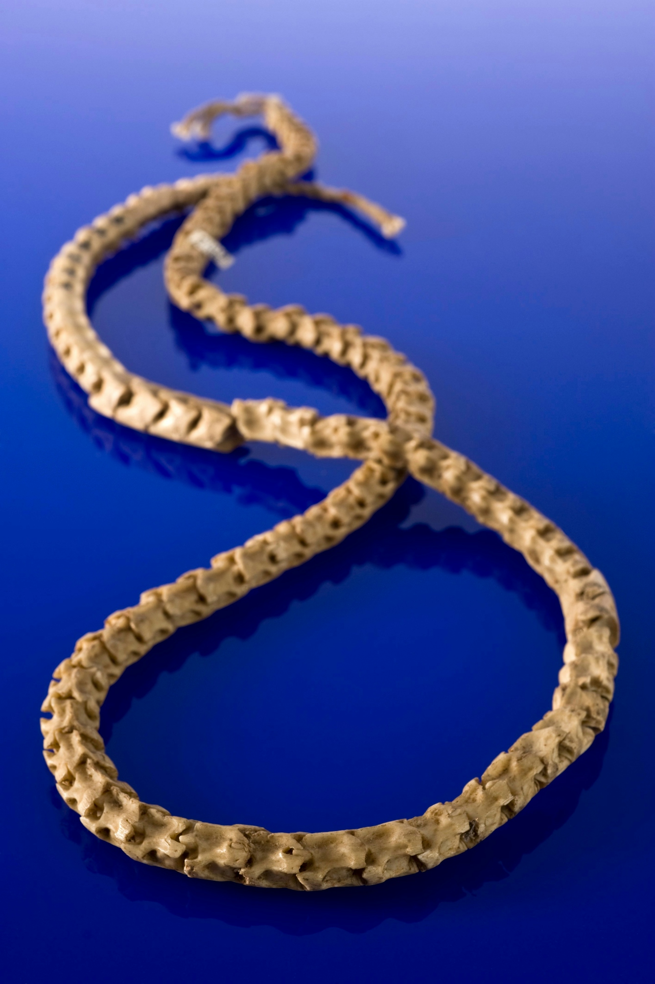 A bone necklace in a figure eight configuration on a blue background