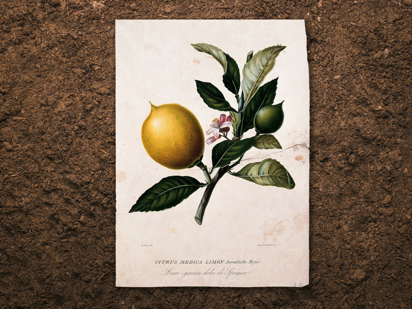 Digital composite image of a botanical drawing resting slightly above a brown earth background, casting a subtle shadow. The drawing shows the flowering fruit and stems of a lemon plant. The colours are greens, whites and yellows.