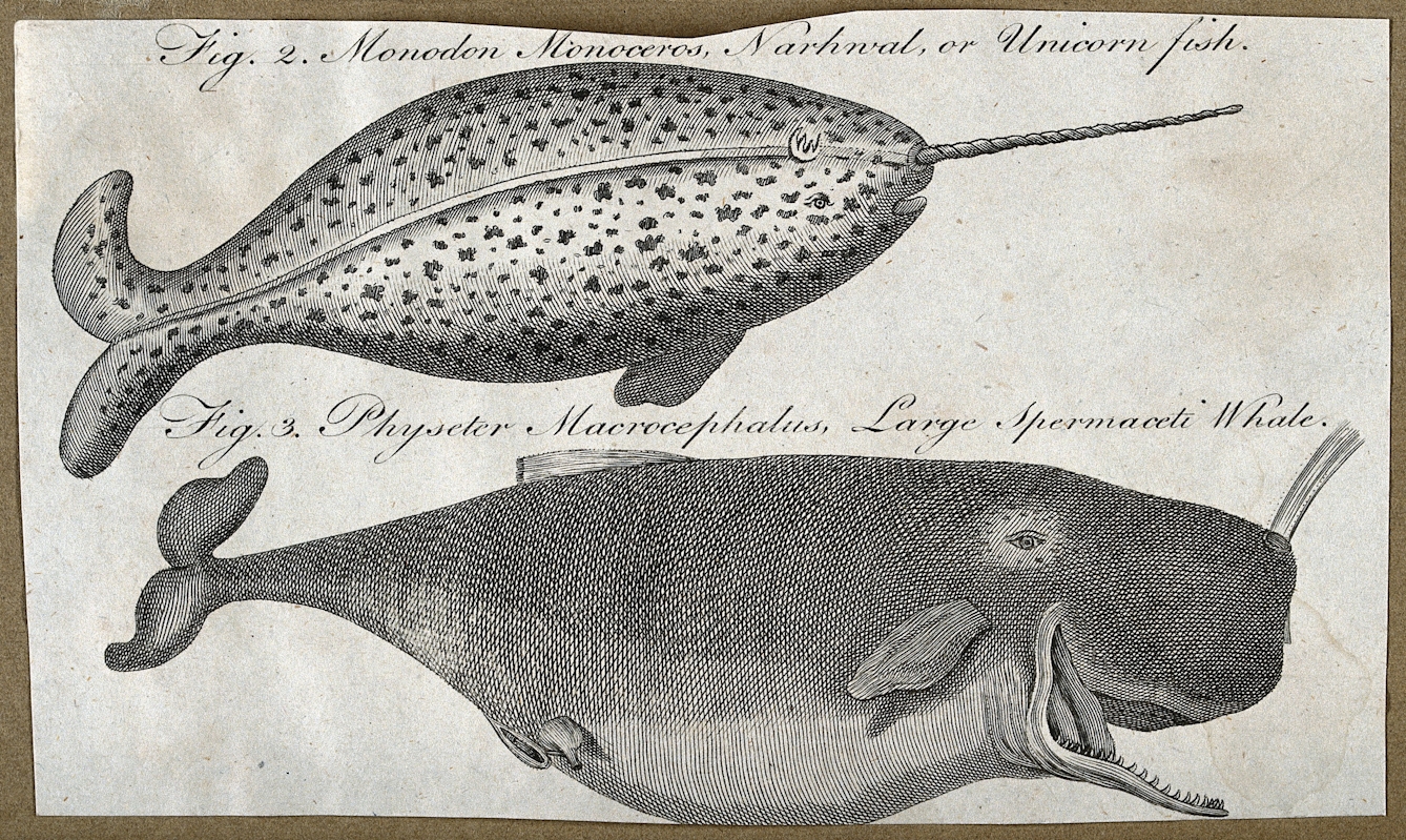 Engraving of a narwhal (above) and a sperm whale (below). 