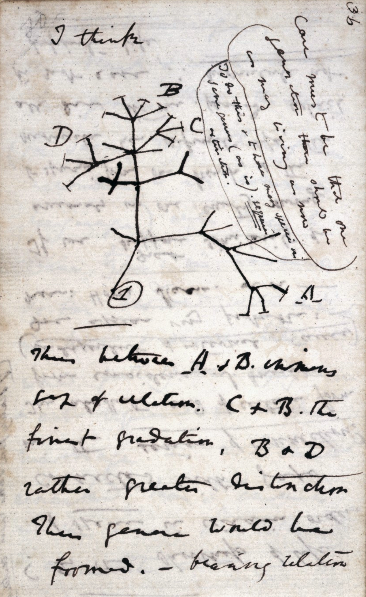 Charles Darwin & The Tree of Life [DVD](品)