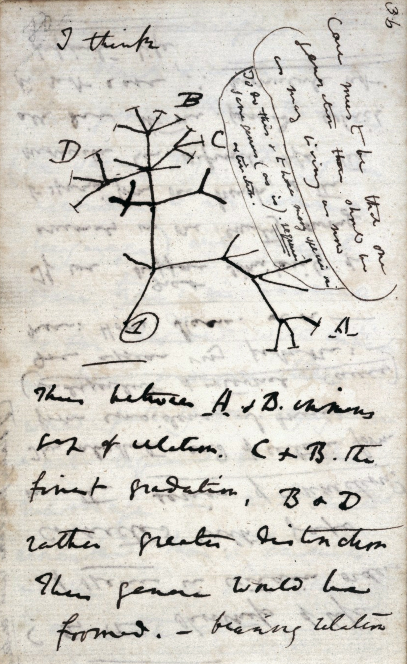 Black ink on a white page showing a very rough tree illustration with letters A to D labelling "branches". Darwin's handwritten notes are underneath. 
