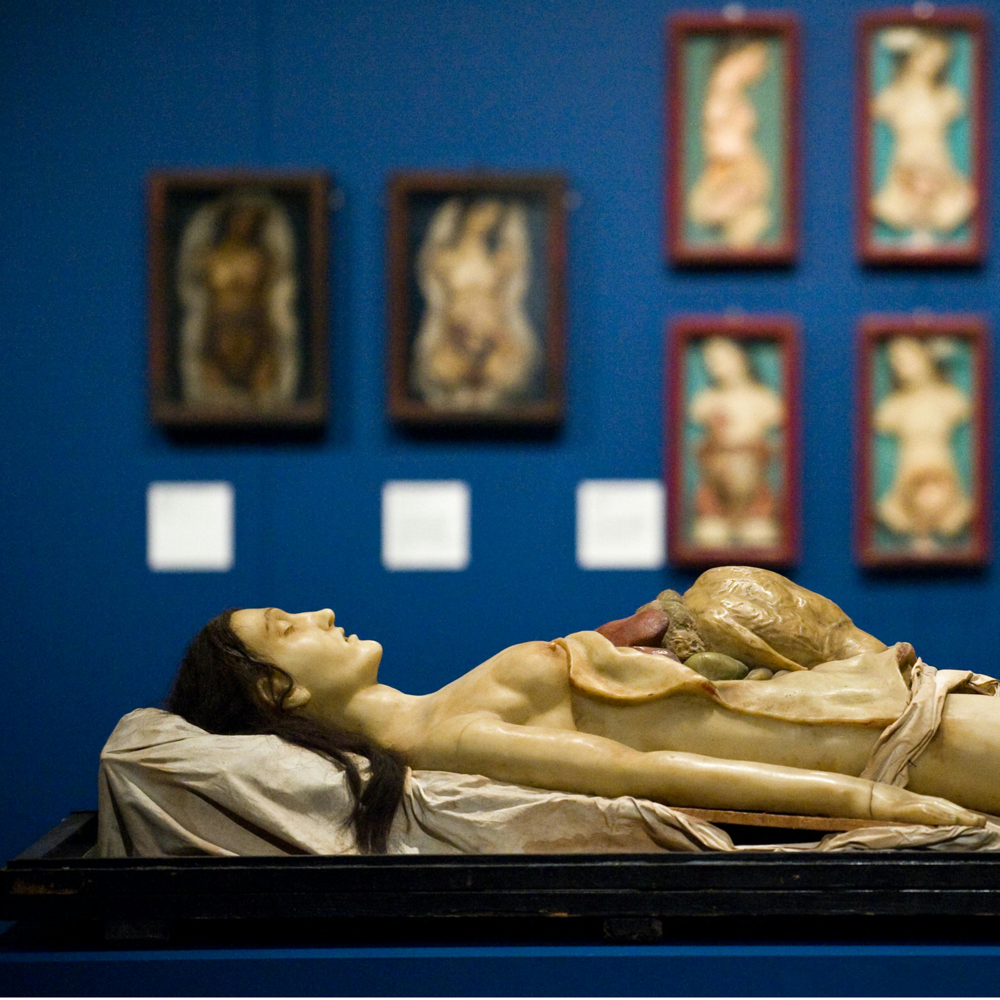 Photograph focussing on one of the exhibits in the exhibition Exquisite Bodies at Wellcome Collection.