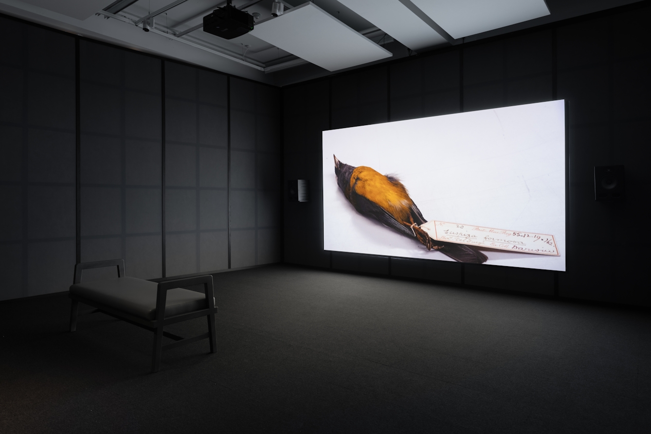 Photograph of a dark exhibition space featuring a projected video on a large screen. A backless bench seat is arranged facing the screen. The walls of the room are criss-cross of black wooden battens on grey fabric. The video shows an image of a taxidermy bird lying on its back with a label attached to its legs.